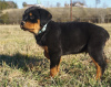 Zdjęcie №1. rottweiler - na sprzedaż w Nowy Jork | Bezpłatny | Zapowiedź №59079