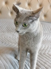 Dodatkowe zdjęcia: Rosyjski niebieski kot