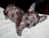 Zdjęcie №1. chihuahua (rasa psów) - na sprzedaż w Klin | negocjowane | Zapowiedź №30080