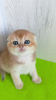 Zdjęcie №2 do zapowiedźy № 65601 na sprzedaż  chinchilla cat - wkupić się Ukraina od żłobka