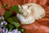 Zdjęcie №3. Delikatna i piękna kotka Benya w prezencie. Białoruś
