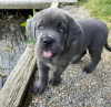 Zdjęcie №1. cane corso - na sprzedaż w Kansas City | negocjowane | Zapowiedź №120578