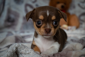 Zdjęcie №3. Hodowla Puppy Girl Chihuahua. Białoruś