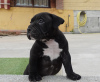 Zdjęcie №1. american bully - na sprzedaż w Estepona | negocjowane | Zapowiedź №50898