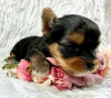 Zdjęcie №2 do zapowiedźy № 123112 na sprzedaż  yorkshire terrier biewer - wkupić się USA hodowca