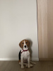 Zdjęcie №2. Usługi krycia beagle (rasa psa). Cena - Bezpłatny