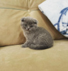 Zdjęcie №1. scottish fold - na sprzedaż w Floral Park | 1188zł | Zapowiedź № 96237