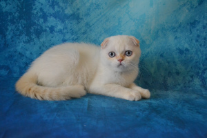 Dodatkowe zdjęcia: Szkocki kot rzadkiego koloru