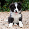 Zdjęcie №1. border collie - na sprzedaż w Helsinki | negocjowane | Zapowiedź №70040