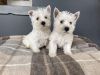 Zdjęcie №1. west highland white terrier - na sprzedaż w Vantaa | 1256zł | Zapowiedź №96958