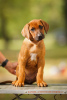 Zdjęcie №1. rhodesian ridgeback - na sprzedaż w Mińsk | negocjowane | Zapowiedź №72846