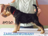 Dodatkowe zdjęcia: Airedale Terrier szczeniaki GOTOWE DO ODBIORU - ZKwP/FCI