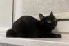 Dodatkowe zdjęcia: Czarna kotka Shelly w prezencie dla dobrych serc!