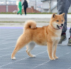 Dodatkowe zdjęcia: Shiba Inu szczenięta