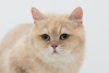 Zdjęcie №2 do zapowiedźy № 39052 na sprzedaż  kot brytyjski krótkowłosy - wkupić się Federacja Rosyjska prywatne ogłoszenie