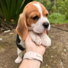 Zdjęcie №3. Piękne trójkolorowe szczenięta rasy beagle.. Niemcy