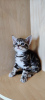 Zdjęcie №1. kot amerykański krótkowłosy - na sprzedaż w Kijów | 3247zł | Zapowiedź № 11902