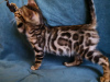 Zdjęcie №2 do zapowiedźy № 10631 na sprzedaż  kot bengalski - wkupić się Białoruś prywatne ogłoszenie, od żłobka, hodowca
