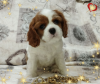 Zdjęcie №1. cavalier king charles spaniel - na sprzedaż w Mińsk | negocjowane | Zapowiedź №69707