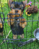Zdjęcie №2 do zapowiedźy № 10723 na sprzedaż  yorkshire terrier - wkupić się Federacja Rosyjska prywatne ogłoszenie