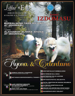 Zdjęcie №3. Samoyed Puppy IZDOMASU Entimos. Federacja Rosyjska