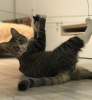 Zdjęcie №3. Bow to kot, który wniesie radość do domu.. Federacja Rosyjska
