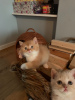 Zdjęcie №2 do zapowiedźy № 37142 na sprzedaż  kot brytyjski krótkowłosy - wkupić się USA prywatne ogłoszenie