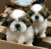 Zdjęcie №3. Urocze szczenięta Shih Tzu do bezpłatnej adopcji. Niemcy