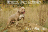 Zdjęcie №1. american bully - na sprzedaż w Krasnodar | 2578zł | Zapowiedź №44290