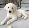 Zdjęcie №1. golden retriever - na sprzedaż w Abu Dhabi | negocjowane | Zapowiedź №47273