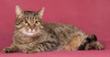 Zdjęcie №3. Cat Loaf jest w dobrych rękach!. Federacja Rosyjska