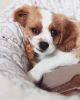 Zdjęcie №1. cavalier king charles spaniel - na sprzedaż w Братислава | Bezpłatny | Zapowiedź №111330