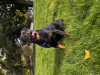 Dodatkowe zdjęcia: Kennel Club Zarejestrował piękne szczenięta Rottweilera