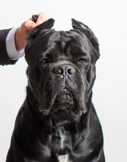 Dodatkowe zdjęcia: Bardzo rasa Cane Corso