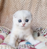 Zdjęcie №1. scottish fold - na sprzedaż w Fort Myers | 1386zł | Zapowiedź № 100124