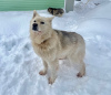 Zdjęcie №1. pies nierasowy - na sprzedaż w Москва | Bezpłatny | Zapowiedź №95834