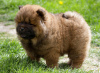 Dodatkowe zdjęcia: Chow Chow