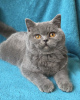 Zdjęcie №4. Sprzedam kot brytyjski krótkowłosy w Odessa. od żłobka, hodowca - cena - 1555zł