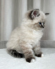 Zdjęcie №4. Sprzedam kot syberyjski w Bromarf. prywatne ogłoszenie - cena - 1591zł