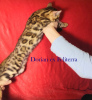 Zdjęcie №2 do zapowiedźy № 8147 na sprzedaż  kot bengalski - wkupić się Federacja Rosyjska prywatne ogłoszenie, hodowca