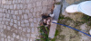 Dodatkowe zdjęcia: Mini dziewczyna bobra yorka