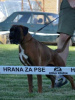 Dodatkowe zdjęcia: Niemiecki bokser, młody pies