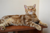 Zdjęcie №3. Szkocki kotek Cynamon marmur. Białoruś