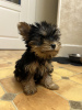 Zdjęcie №4. Sprzedam yorkshire terrier w Турнау. prywatne ogłoszenie - cena - 990zł