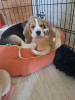 Zdjęcie №1. beagle (rasa psa) - na sprzedaż w Nowosybirsk | negocjowane | Zapowiedź №7967