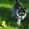 Dodatkowe zdjęcia: Siberian Husky szczeniaka