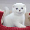 Zdjęcie №1. scottish fold - na sprzedaż w Warszawa | 1046zł | Zapowiedź № 117794