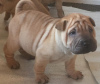 Zdjęcie №1. shar pei - na sprzedaż w Kiszyniów | negocjowane | Zapowiedź №124378