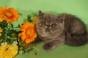 Dodatkowe zdjęcia: Hodowla kotów perskich i egzotycznych