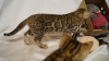 Zdjęcie №3. Elitarne kocięta Bengalskie. Federacja Rosyjska